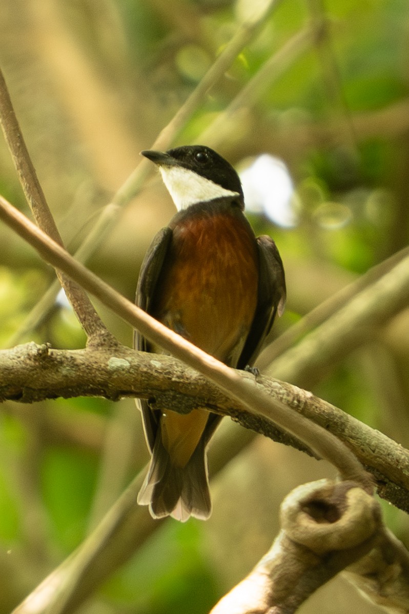 Flame-crowned Manakin - ML646715666