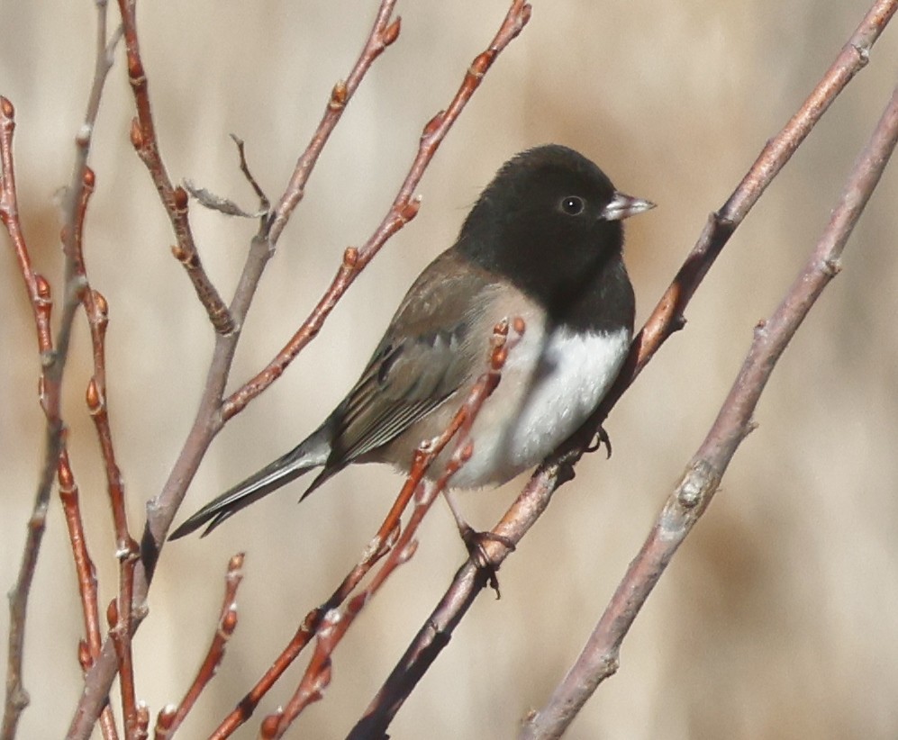 Юнко сірий [група oreganus] - ML646715668