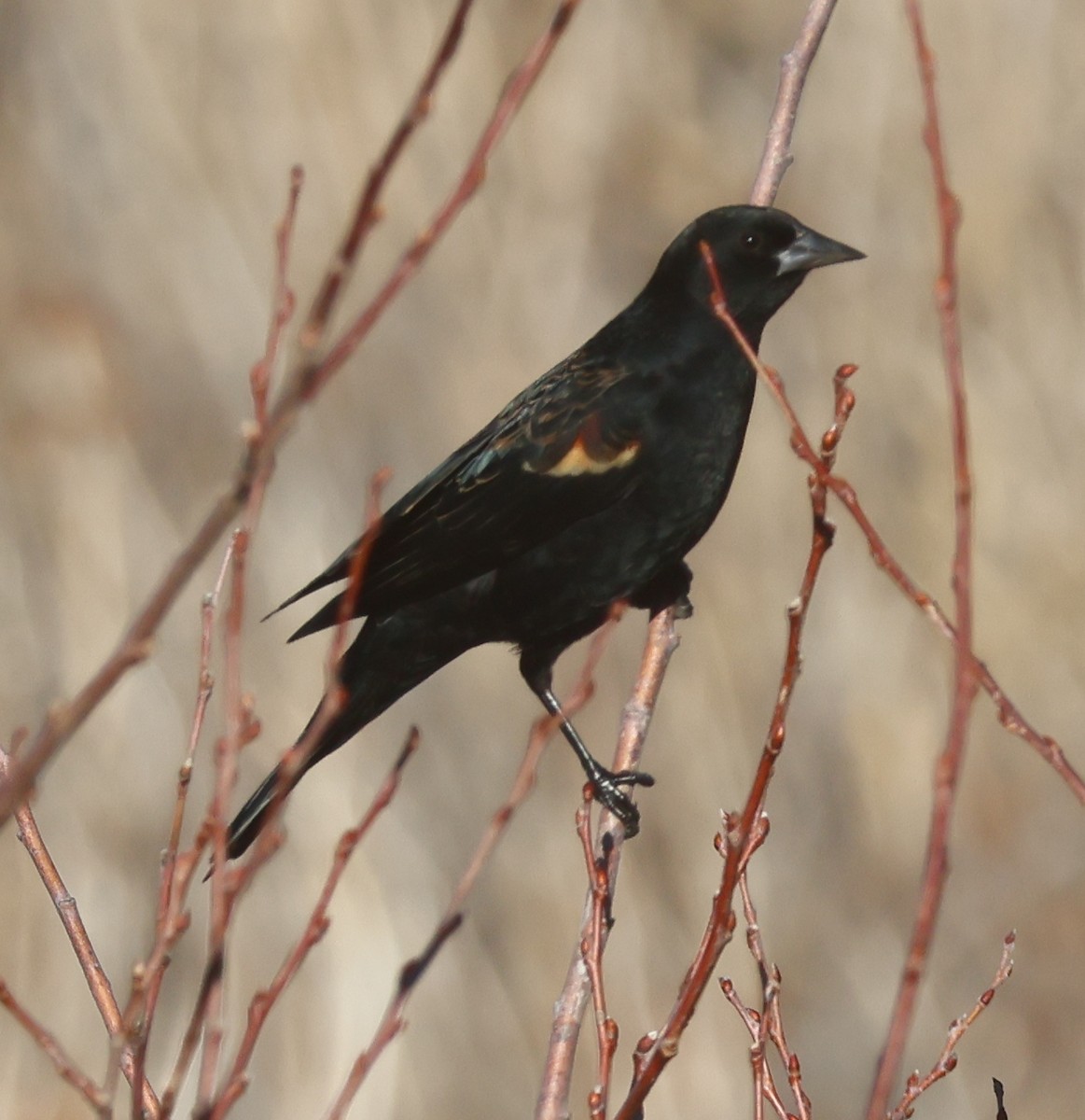 Еполетник червоноплечий - ML646715669