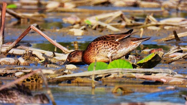 Baikal Teal - ML646715670