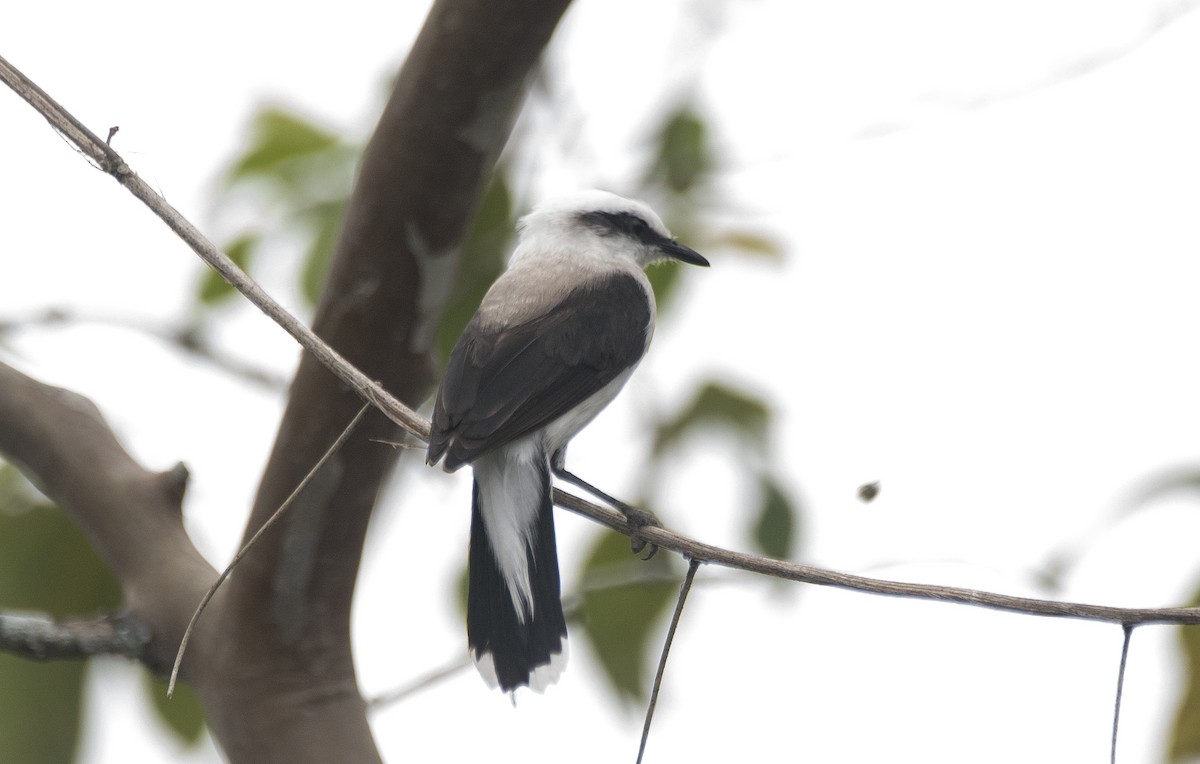 マダラタイランチョウ - ML646715671