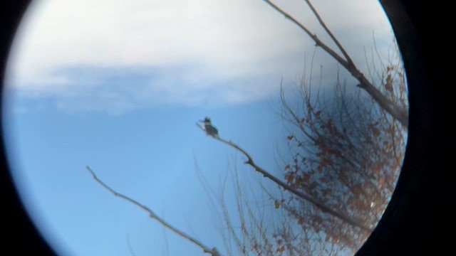 Опоясанный зимородок - ML646715673