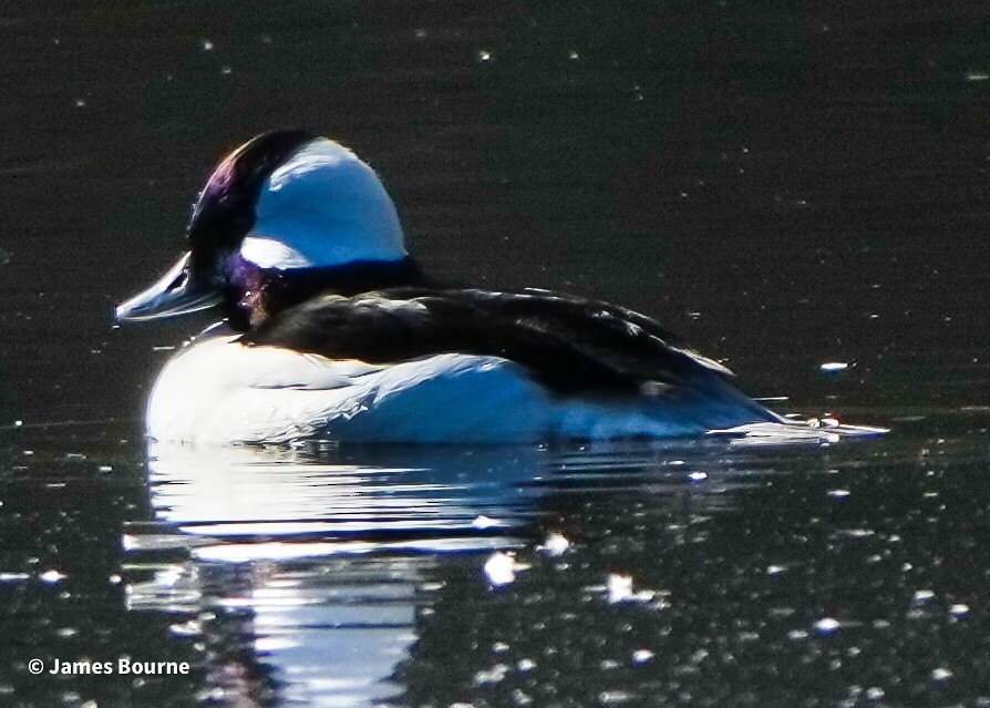 Bufflehead - ML646715675