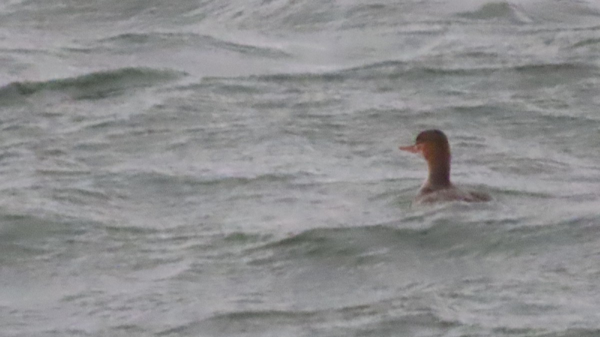 Red-breasted Merganser - ML646715676