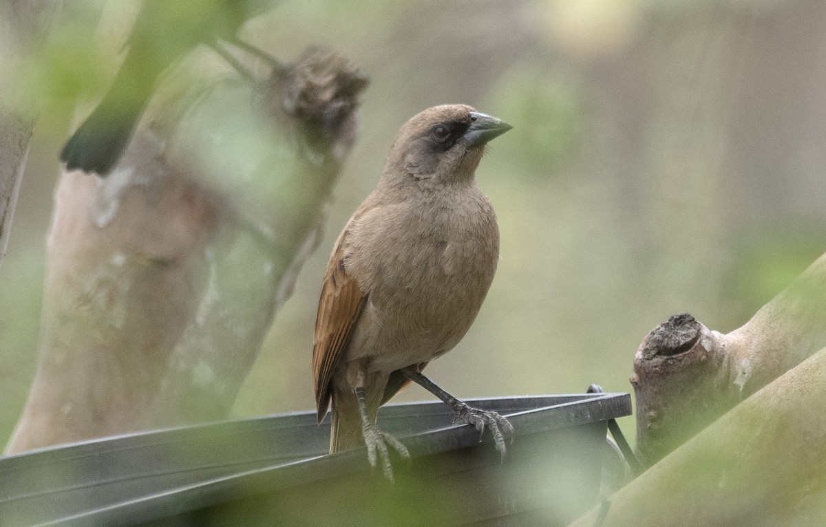 ウスクリバネコウウチョウ - ML646715678