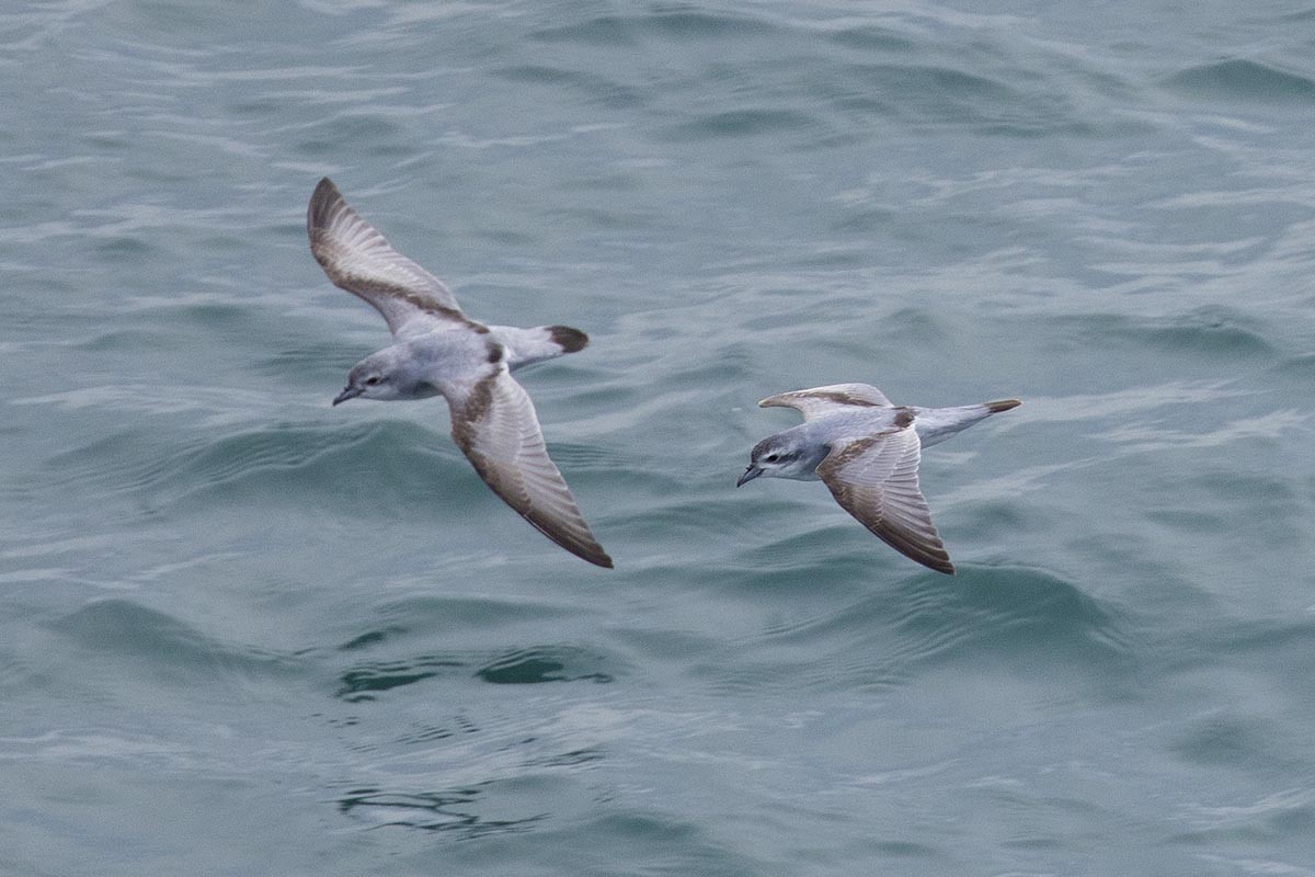 Prioi mokolaburra - ML646715681