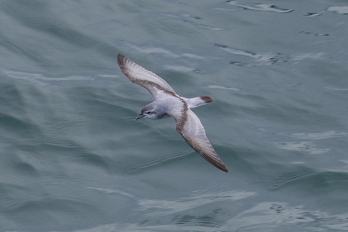 Prioi mokolaburra - ML646715682