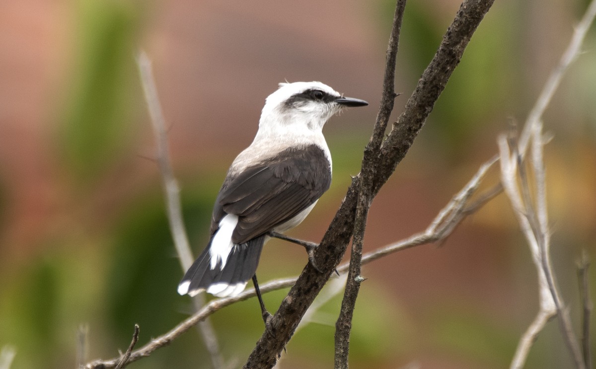 マダラタイランチョウ - ML646715685