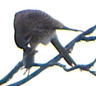 American Kestrel (Northern) - ML646715686
