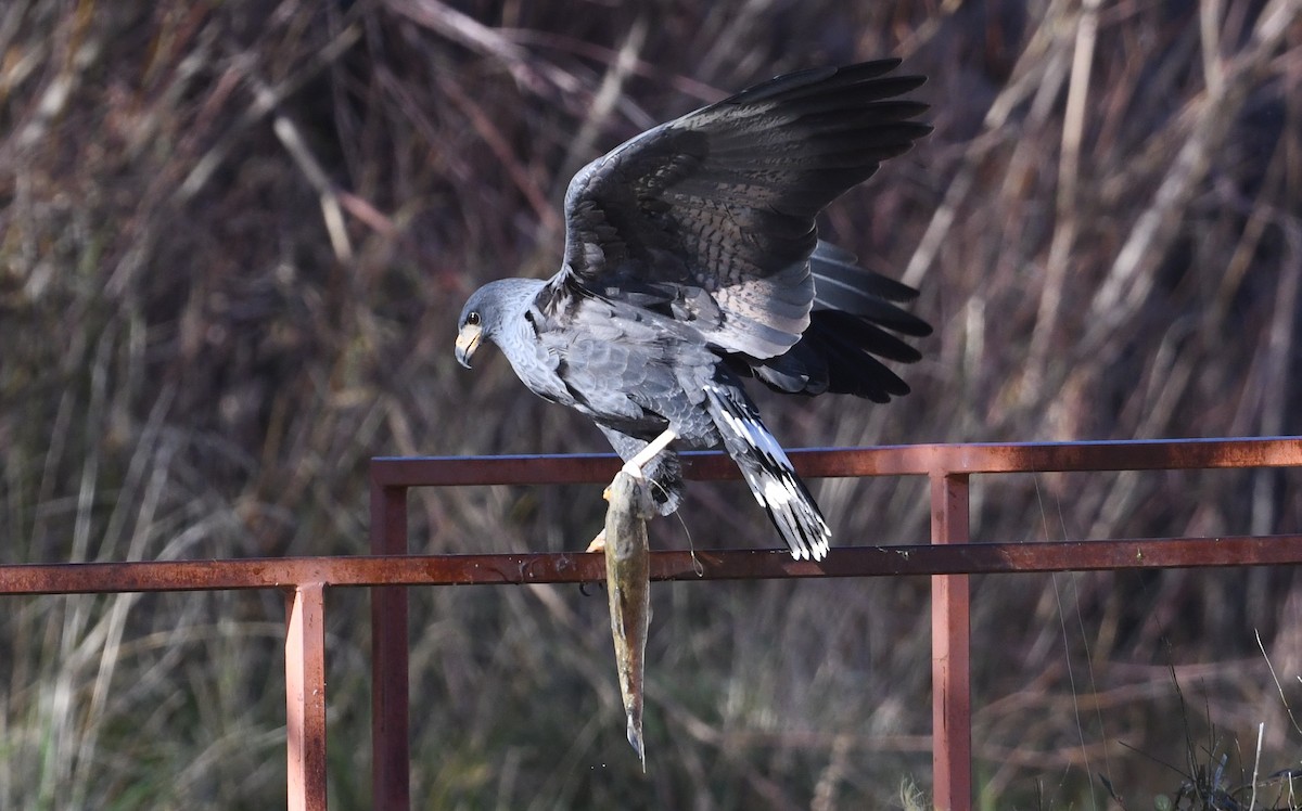 Common Black Hawk - ML646715687