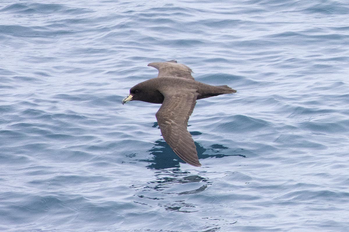 Westlango petrel beltza - ML646715688