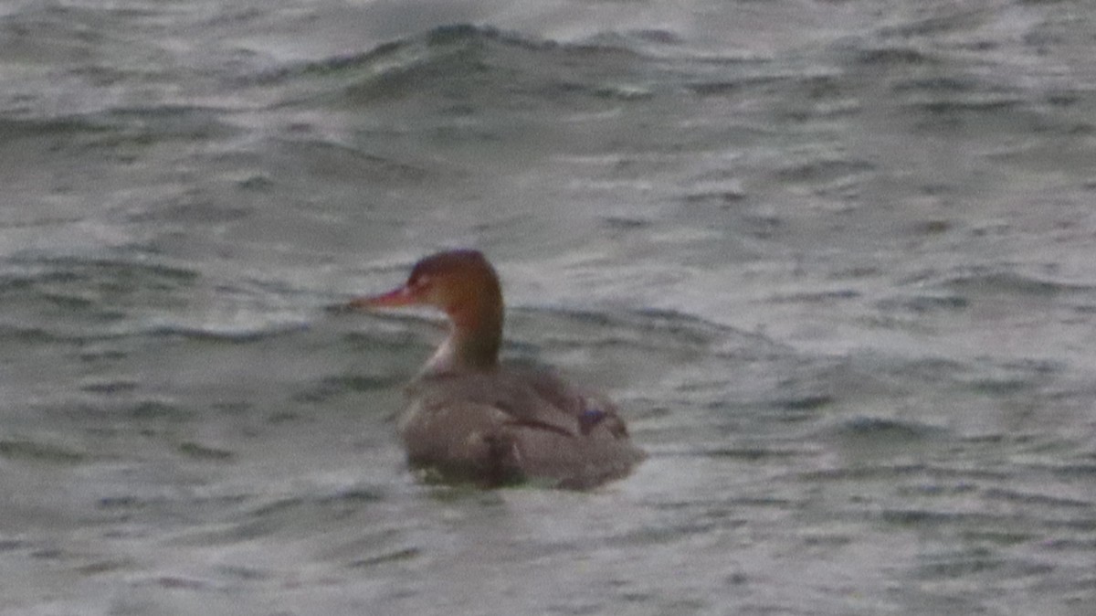 Red-breasted Merganser - ML646715691
