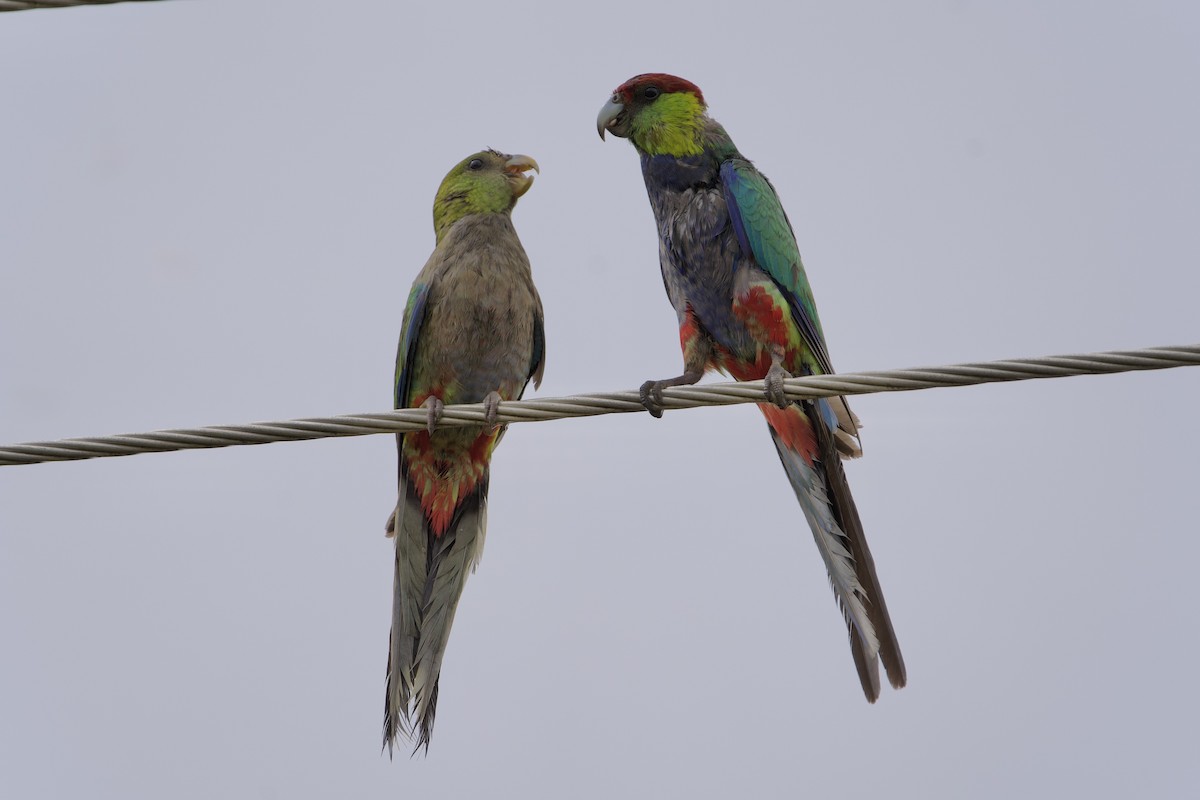 Red-capped Parrot - ML646715692