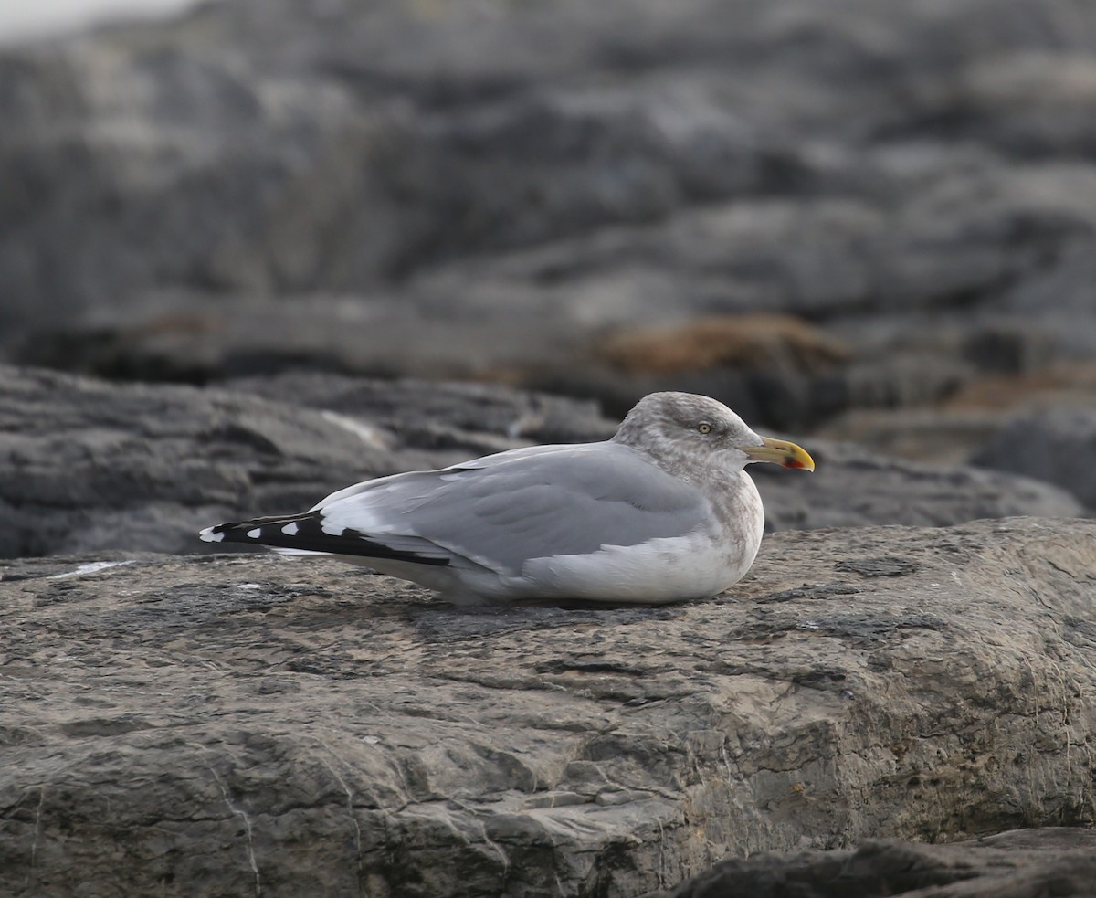 American Herring Gull - ML646715694