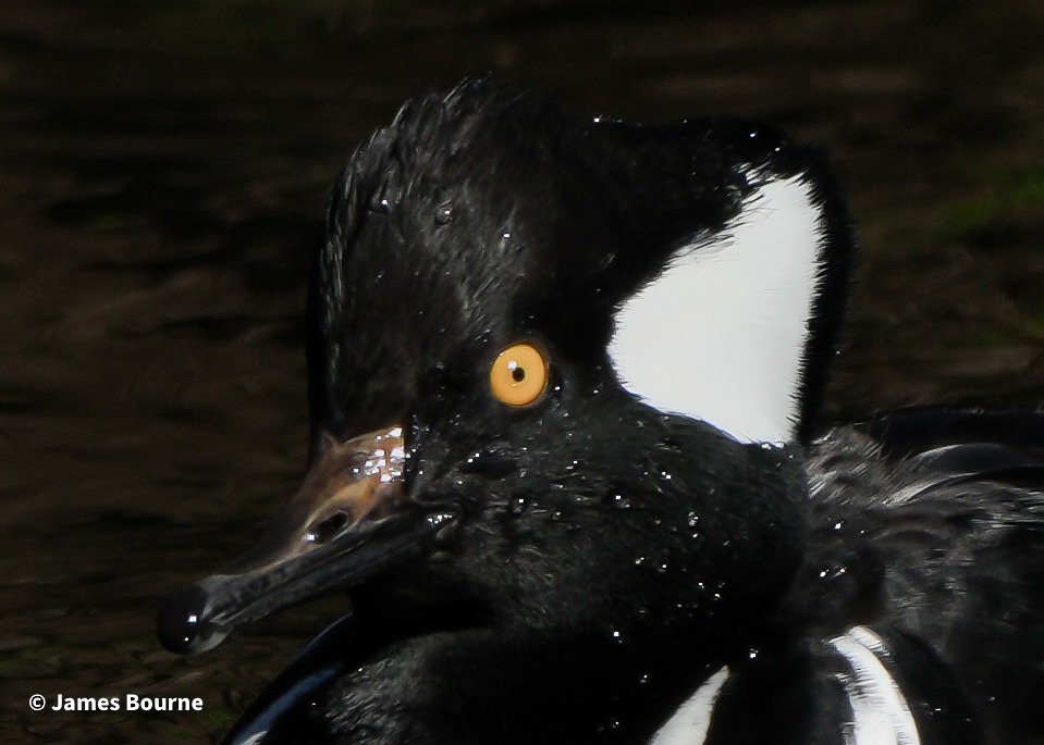 Hooded Merganser - ML646715699
