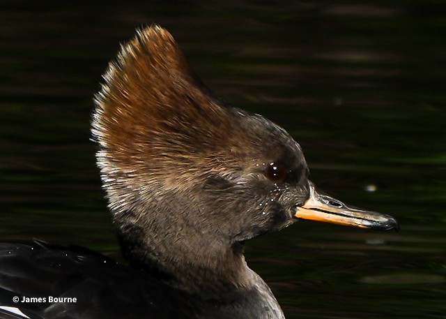 Hooded Merganser - ML646715700