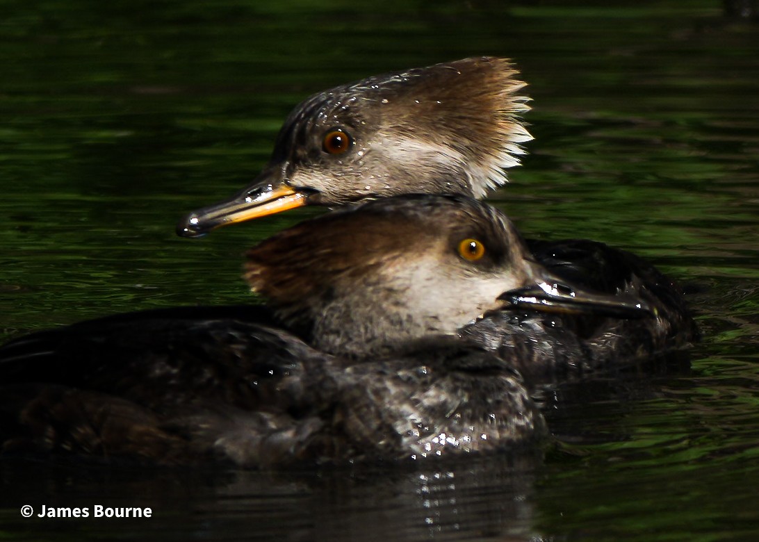 Hooded Merganser - ML646715701