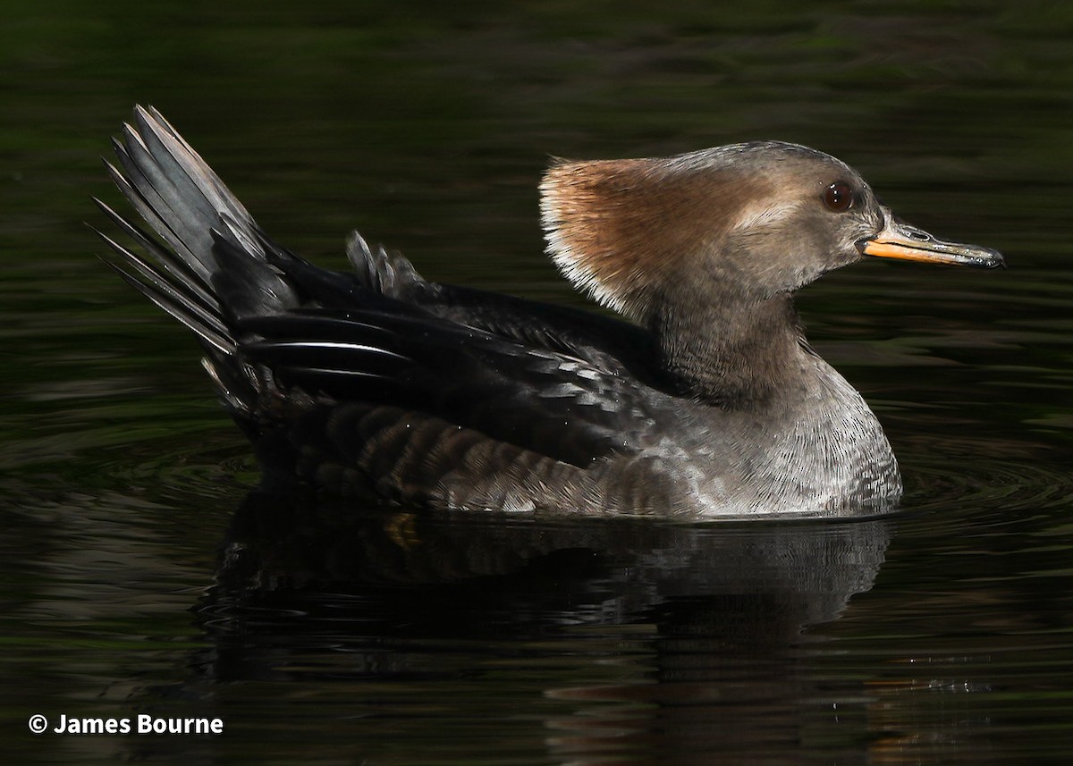 Hooded Merganser - ML646715702