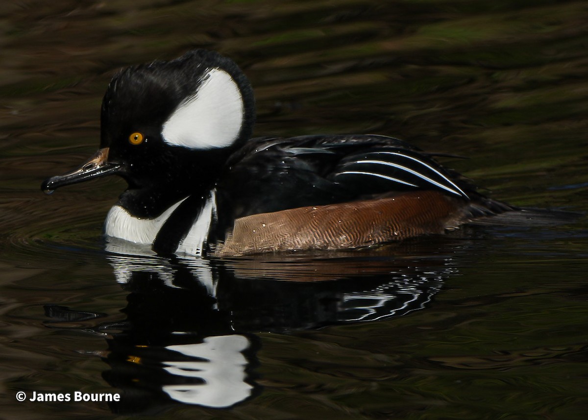 Hooded Merganser - ML646715703