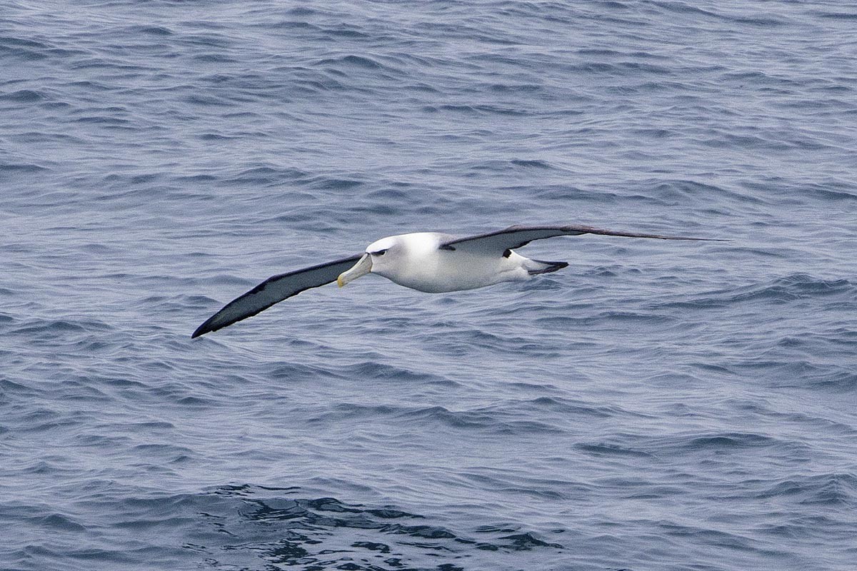 Albatros tasmaniarra - ML646715705