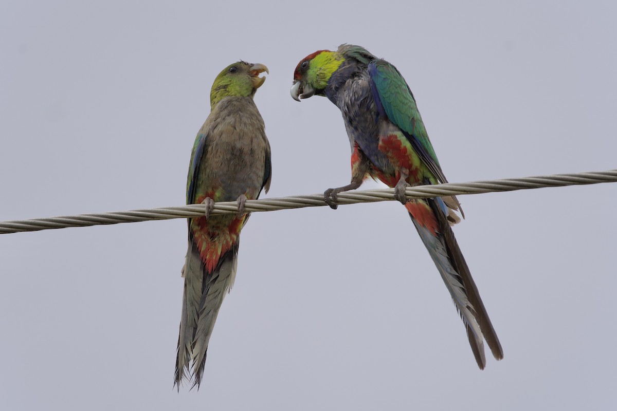 Red-capped Parrot - ML646715706
