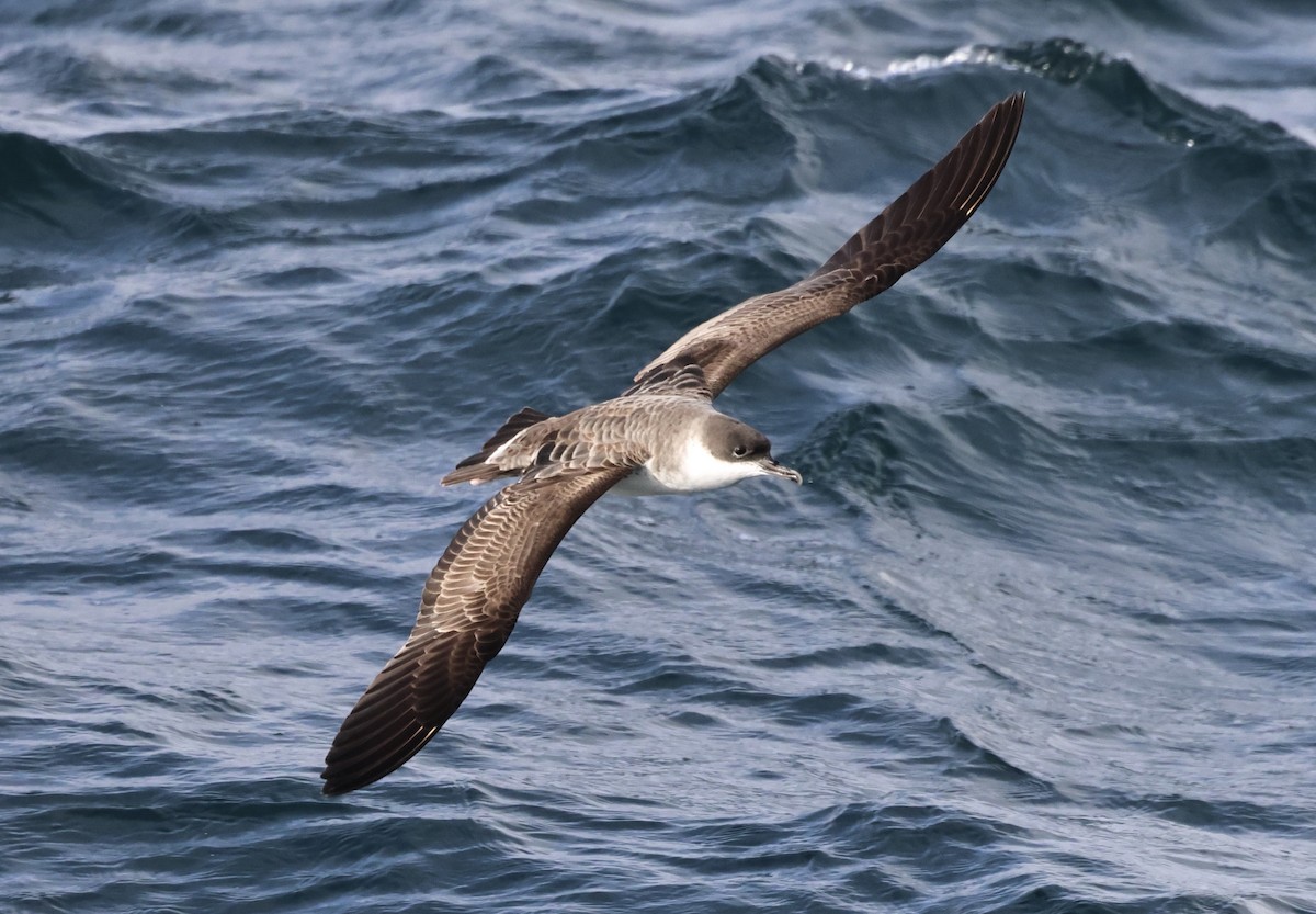 Pardela Capirotada - ML646715707