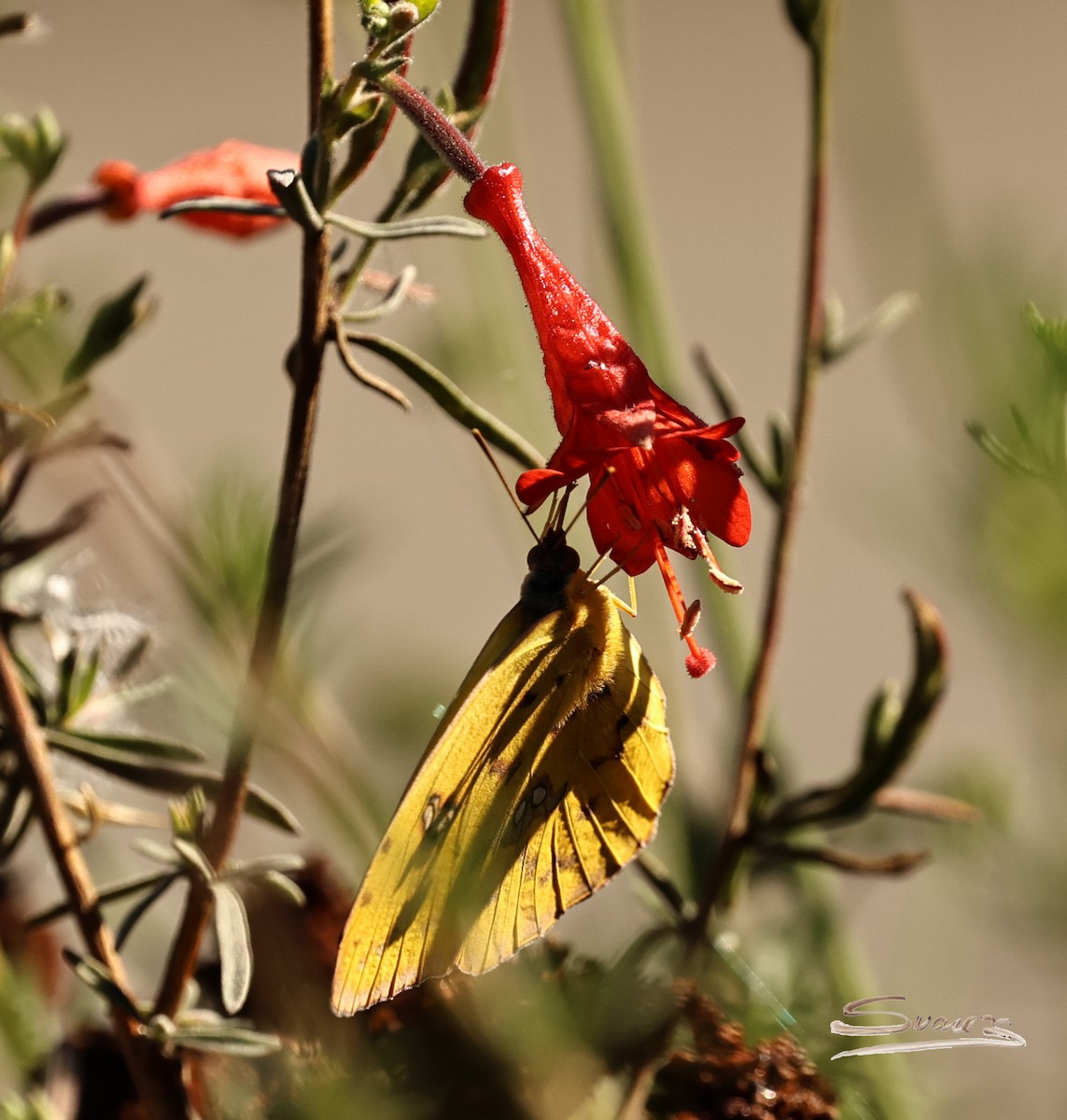 Animals - ML646715709