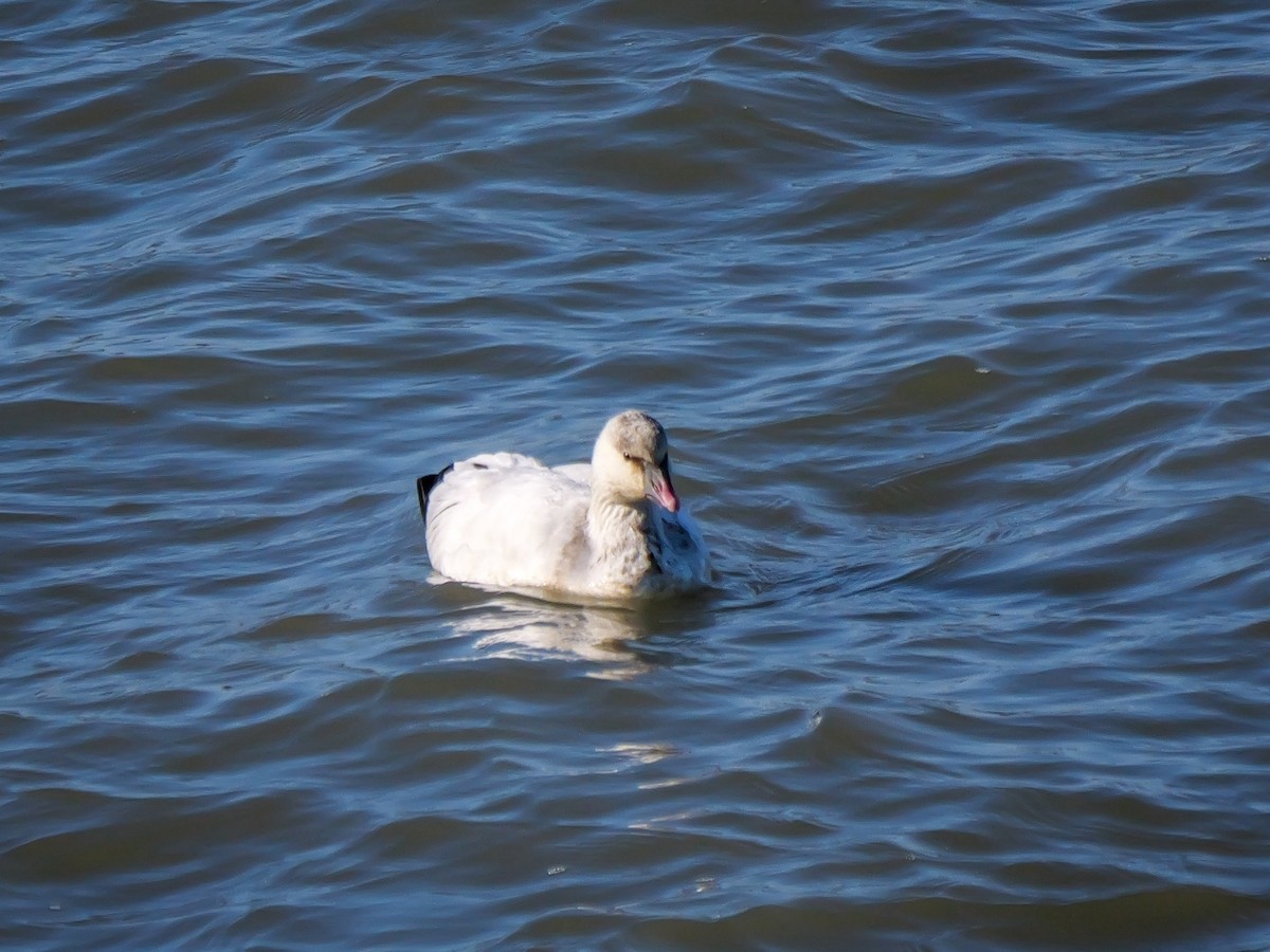 Ánsar de Ross - ML646715714