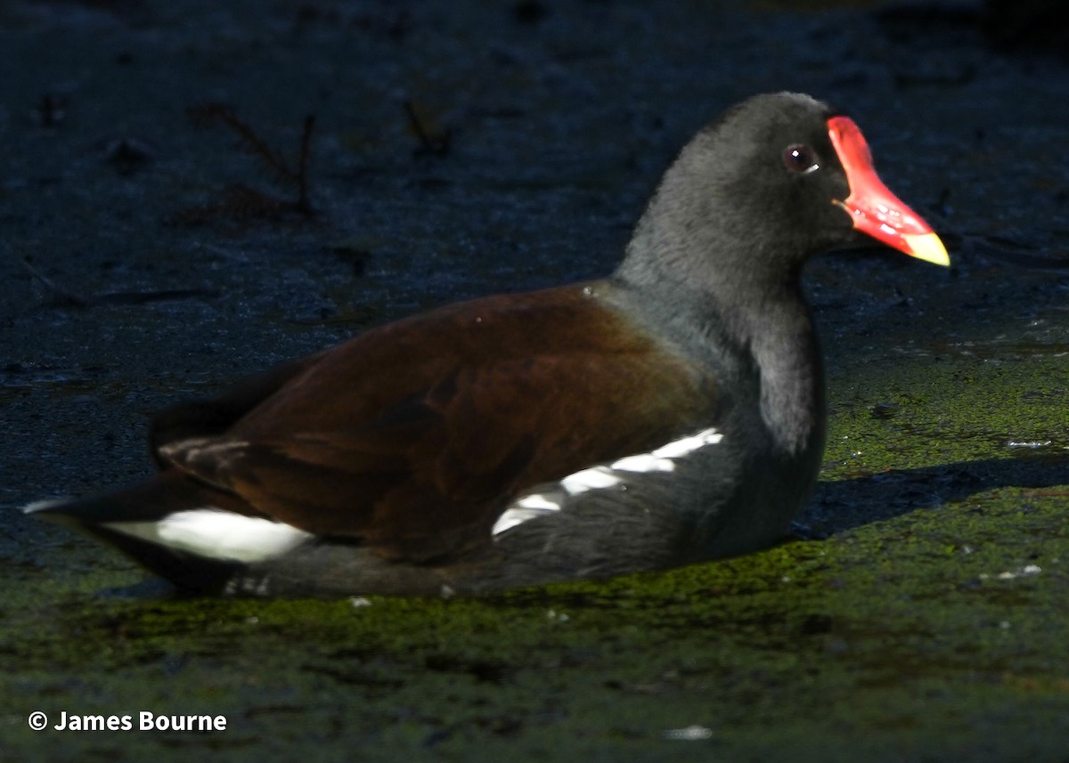 Курочка латиноамериканська - ML646715715