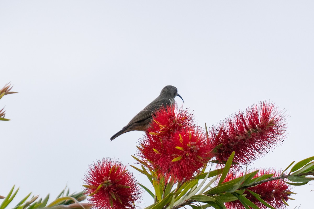 Amethyst Sunbird - ML646715718