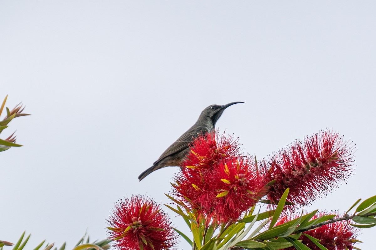 Amethyst Sunbird - ML646715719