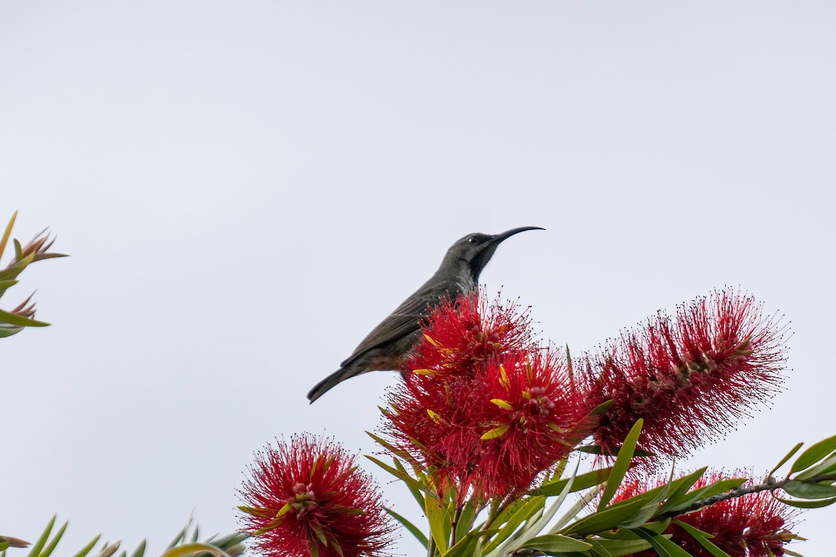 Amethyst Sunbird - ML646715720