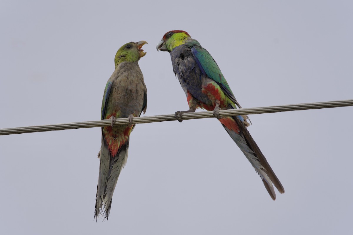 Red-capped Parrot - ML646715721