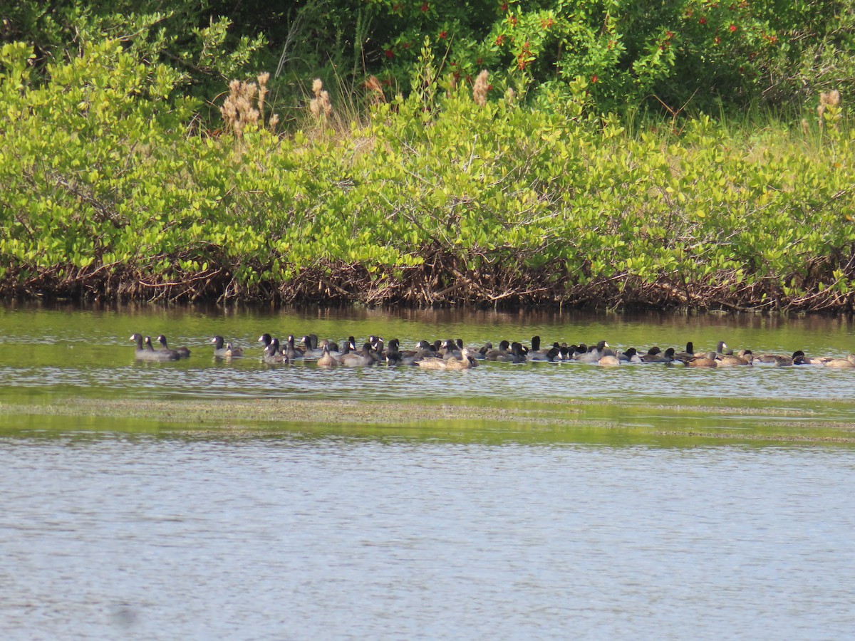 Лиска американська - ML646715723