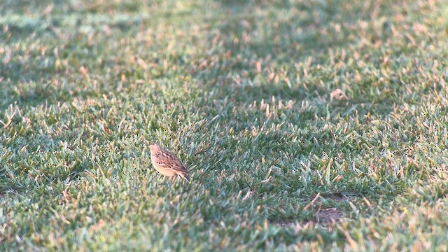 Прерийный конёк - ML646715724