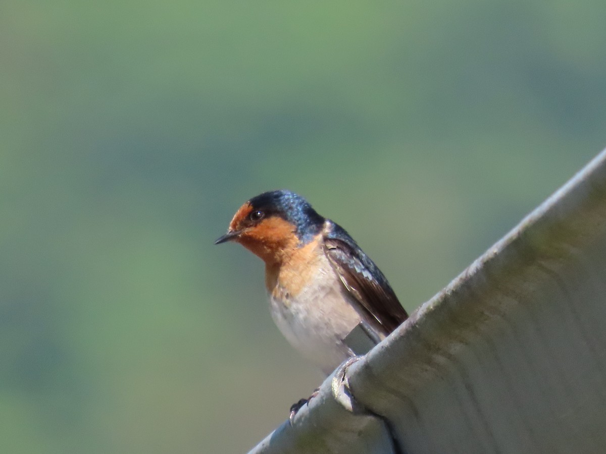 オーストラリアツバメ - ML646715725