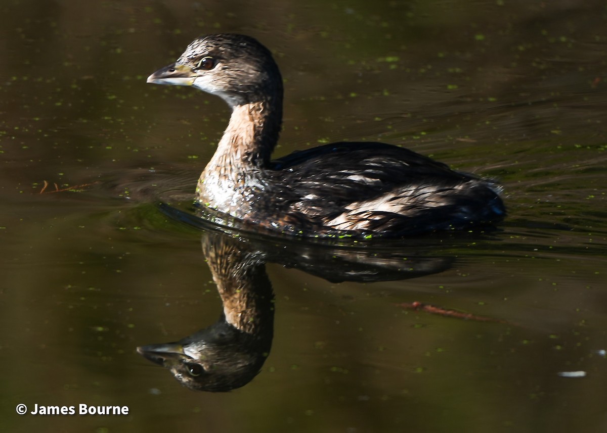 Pied-billed Grebe - ML646715726