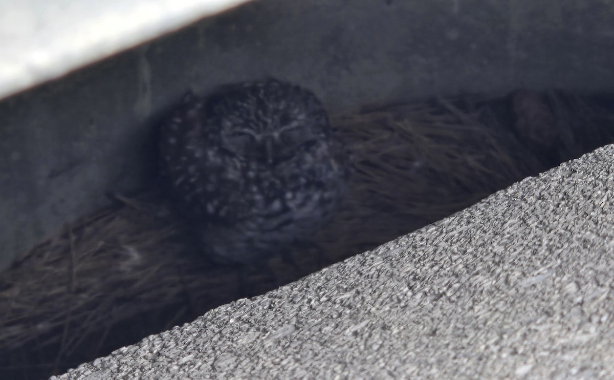 Burrowing Owl (Florida) - ML646715727