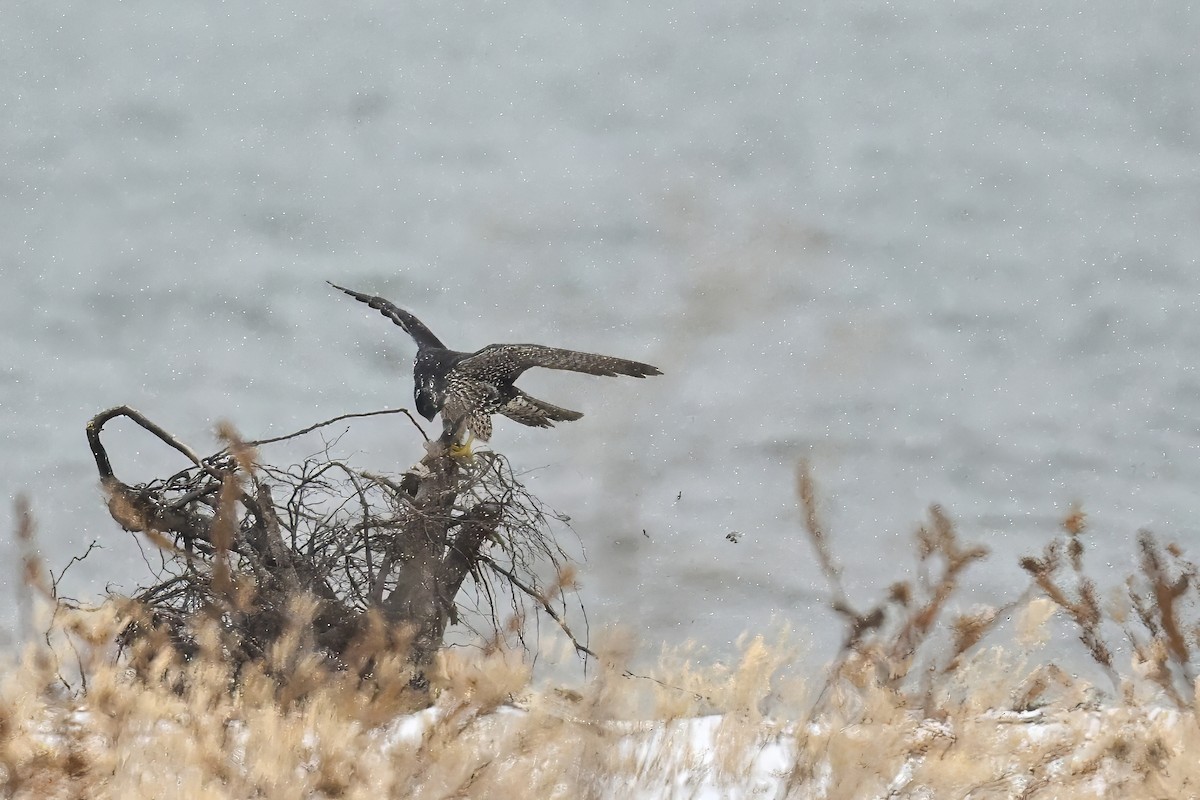 Сапсан - ML646715728