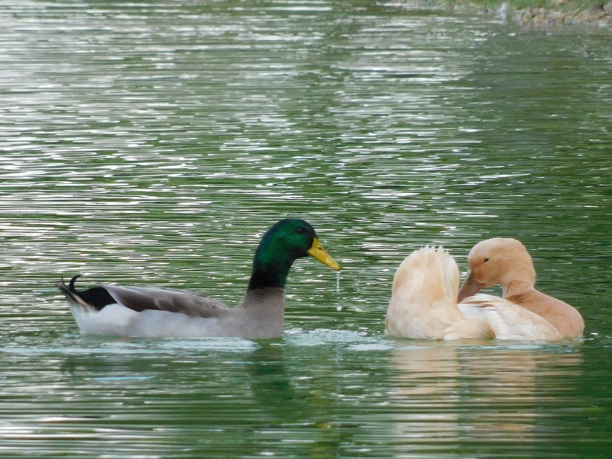 Mallard - ML646715729