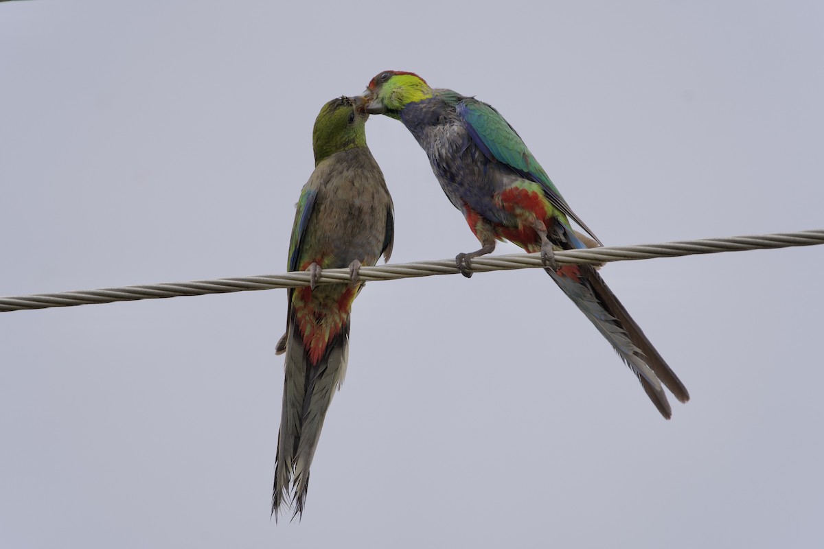 Red-capped Parrot - ML646715730