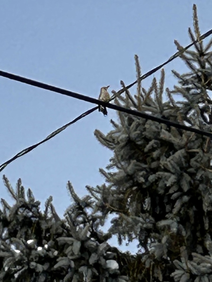 Red-bellied Woodpecker - ML646715731