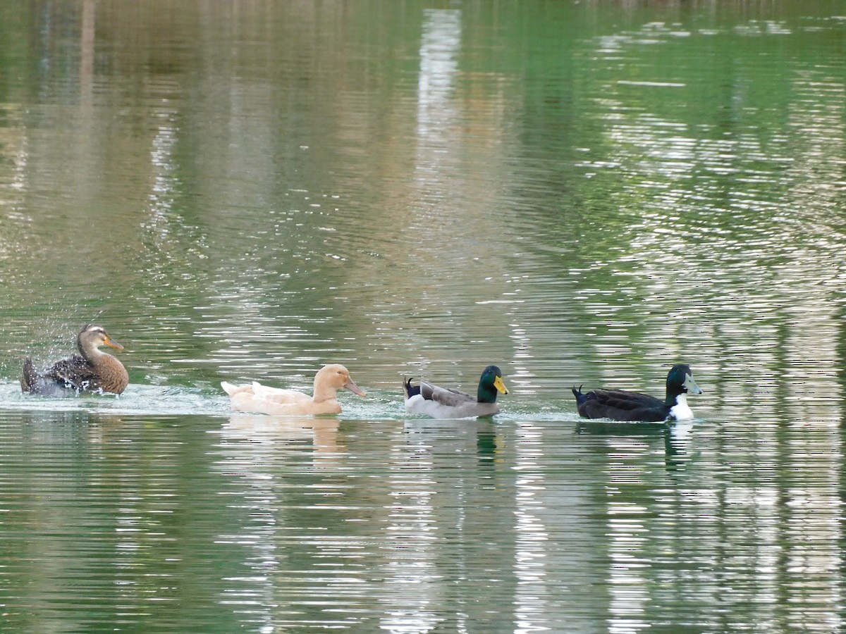 Mallard - ML646715733