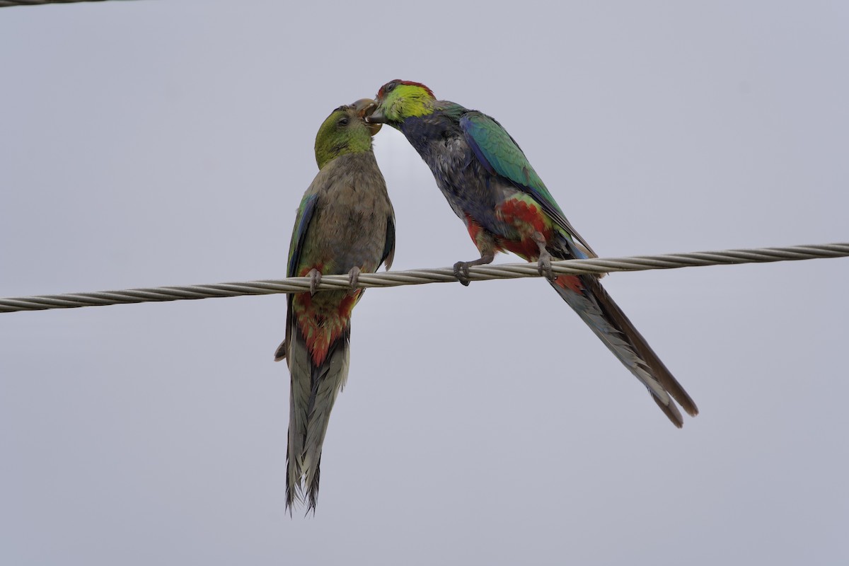 Red-capped Parrot - ML646715734