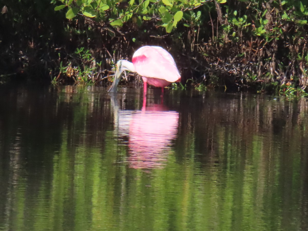 Rosalöffler - ML646715736