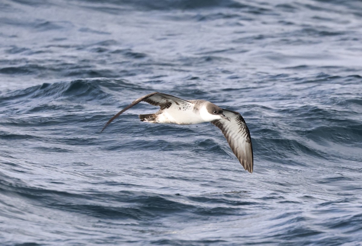 Pardela Capirotada - ML646715737