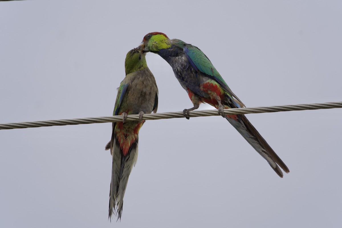Red-capped Parrot - ML646715739