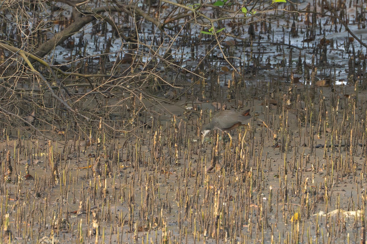 Белогрудый погоныш - ML646715740