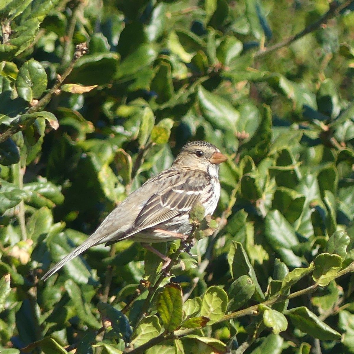 Harris's Sparrow - ML646715741