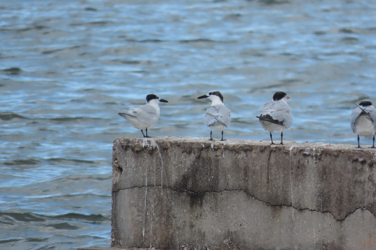 splitterne - ML646715742